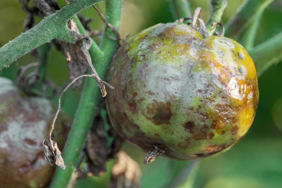 Blight on tomato fruit