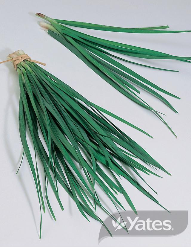 Garlic Chives Yates Seeds for Gardens