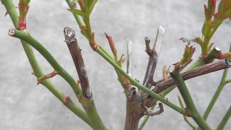 pruned rose bush with stems dying back from pruned end sign of rose canker