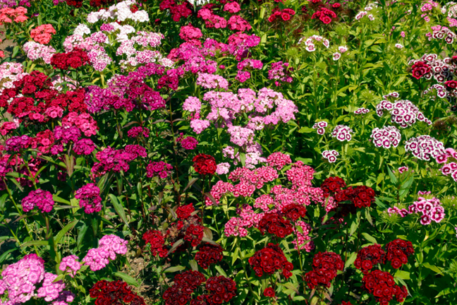 various potted dianthus in colours of pinks, and reds