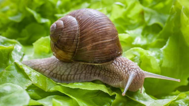 حلزون روی برگ کاهو