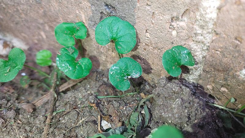 Snail Trail 800451Px LS ED 2