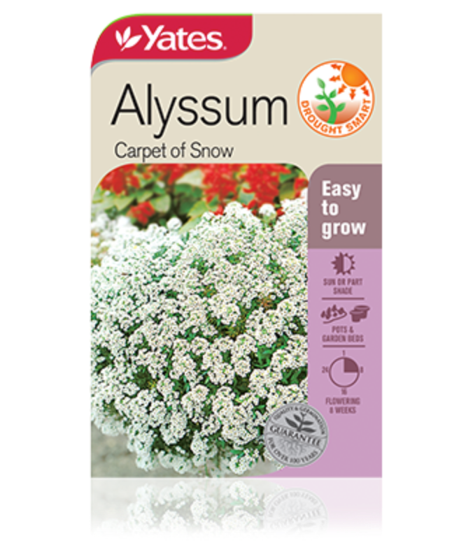 Alyssum Carpet of snow Garden Seeds Yates Australia