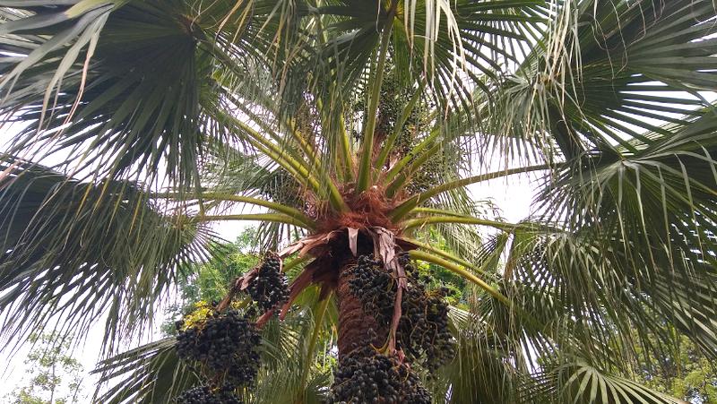 looking up into the canopy of a mature chinese fan palm with dark green fruits hanging in pendulous clusters