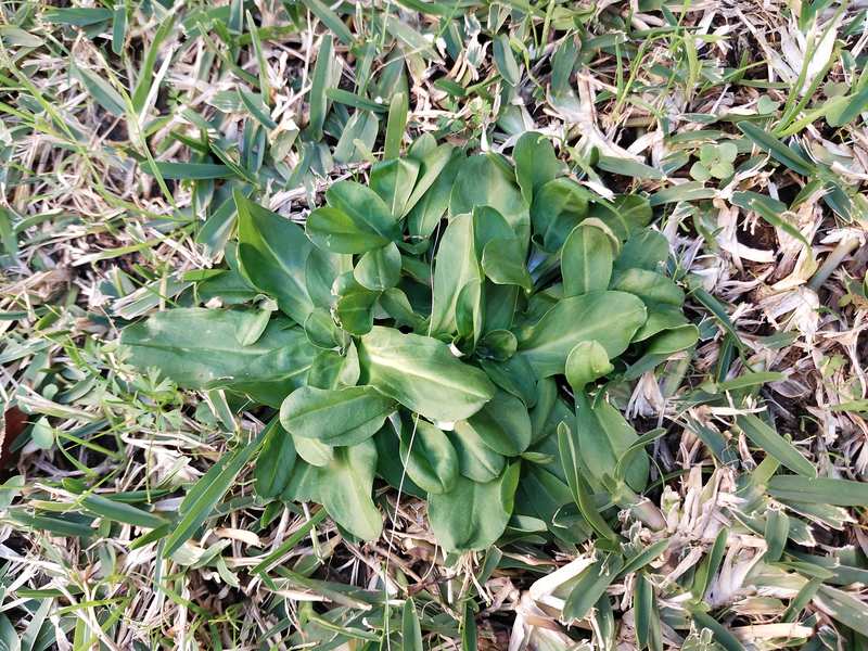 Yates Lawn Weed Control Selective Weedkillers Safe for Buffalo & Various Other Lawns