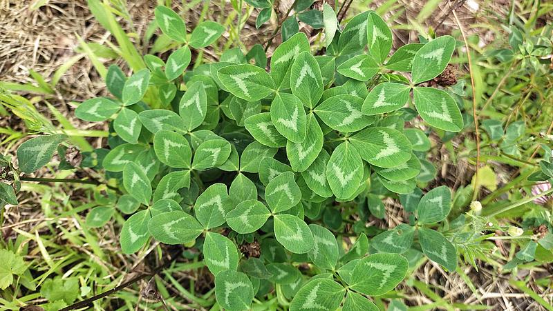 aerial shot of strawberry Clover growing in a lawn with leaves in a natural flattened position