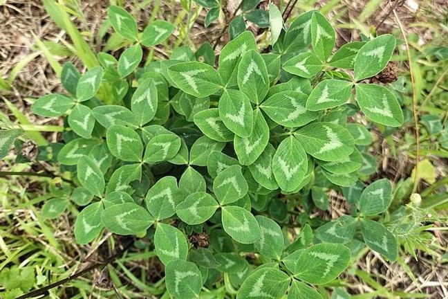 aerial shot of strawberry Clover growing in a lawn with leaves in a natural flattened position