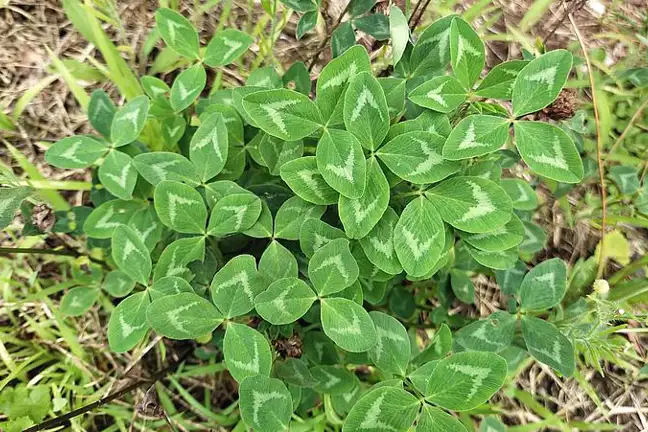 aerial shot of strawberry Clover growing in a lawn with leaves in a natural flattened position