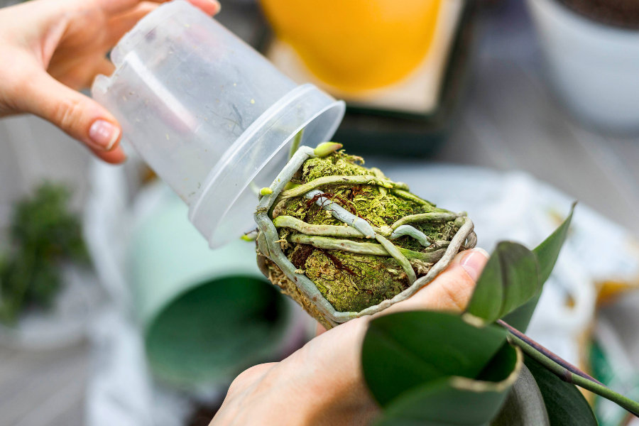 person depotting a moth orchid (Phalaenopsis)