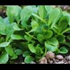 55850_Lamb's Lettuce - Corn Salad_additional lifestyle.jpg (2)