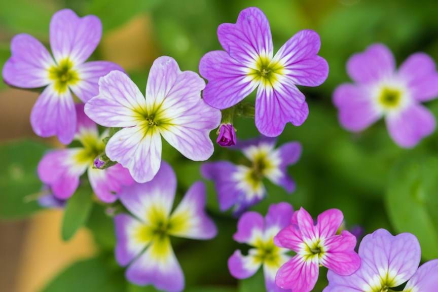 How to Grow Virginian Stock