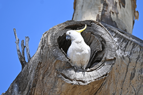 Cockatoo in a gum tree hollow