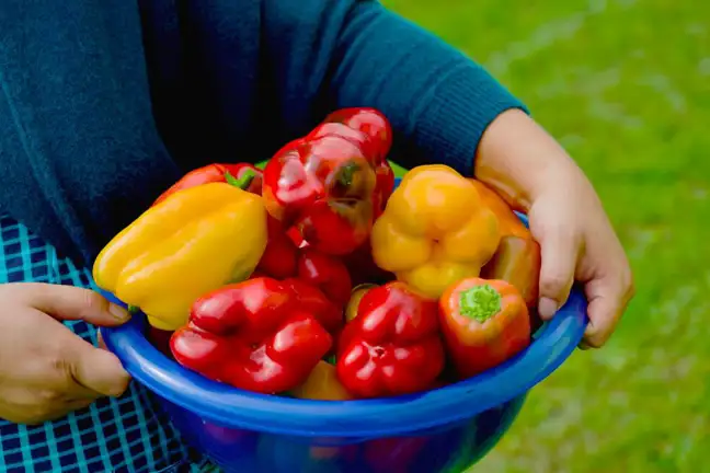 How To Grow Capsicum Harvest