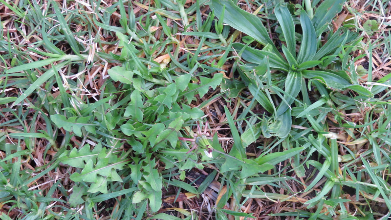 Image above: Dandelion & Plantain in a Buffalo Lawn (image courtesy of  Angie Thomas)