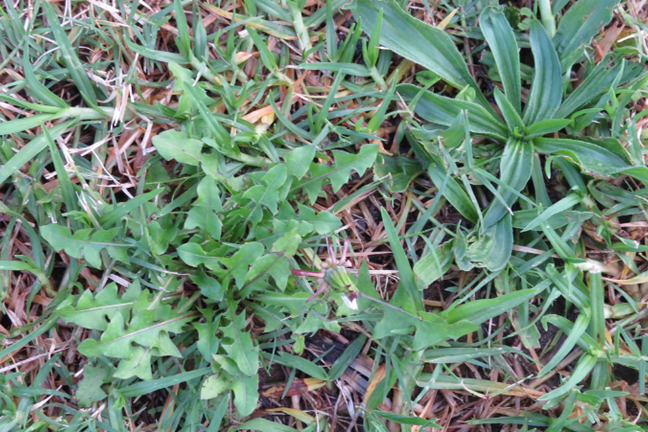 Image above: Dandelion & Plantain in a Buffalo Lawn (image courtesy of  Angie Thomas)