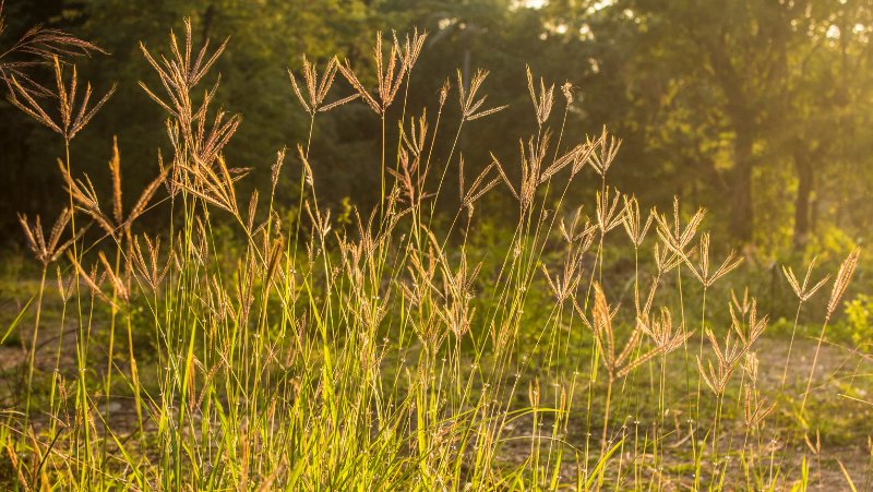 Rhodes Grass 800X451px