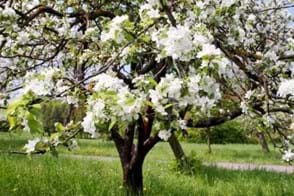 How to Grow Crab Apple