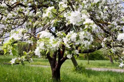Crab Apple