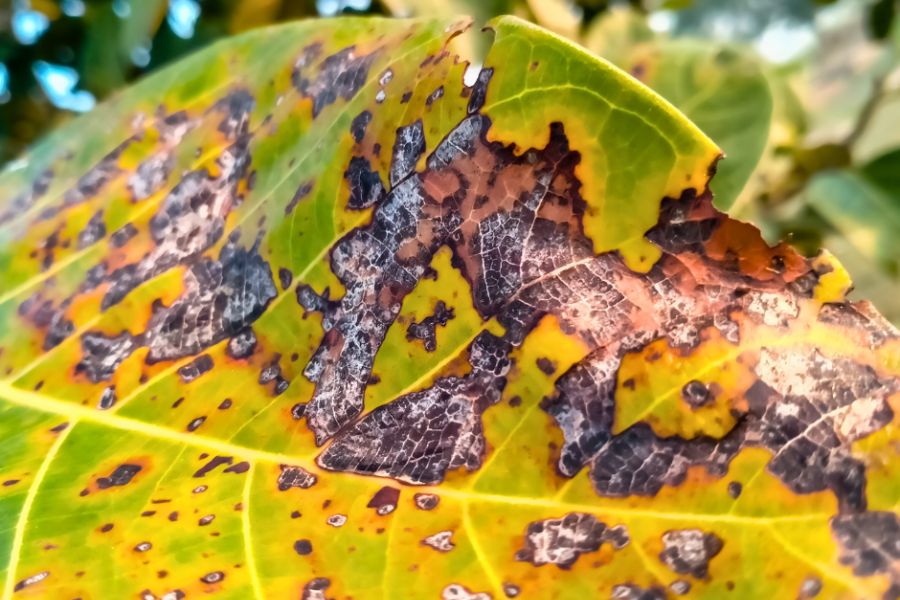 Anthracnose on Mango leaves causes sunken, circular dark brown spots