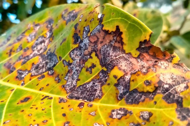 How to Grow a Mango Tree in Australia