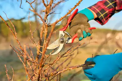 How to Prune Roses in Winter: Expert Tips for Healthy Blooms
