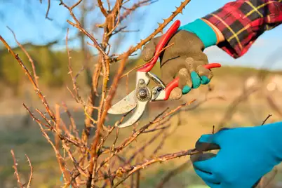 Winter is rose planting season