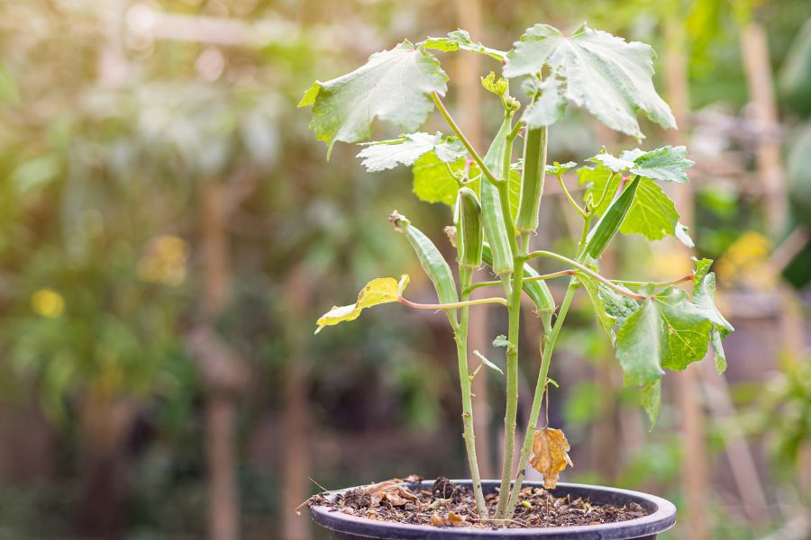 Okra growing in a pot