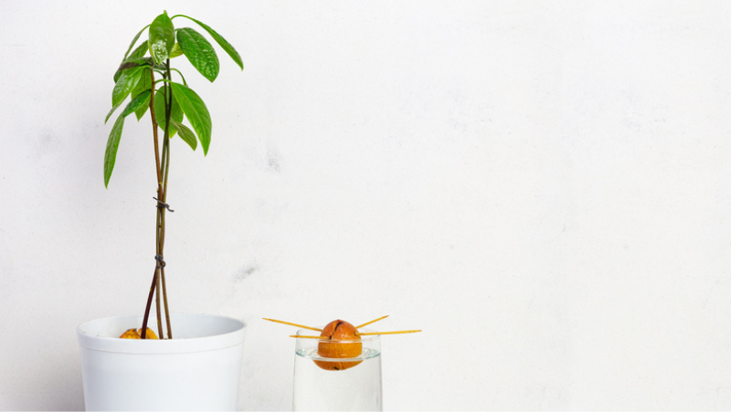 a young avocado tree growing in a ceramic pot, and an avocado seed pierced with 4 toothpicks and slightly submerged in a glass of water for propagation