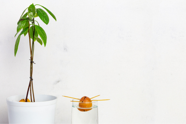 a young avocado tree growing in a ceramic pot, and an avocado seed pierced with 4 toothpicks and slightly submerged in a glass of water for propagation