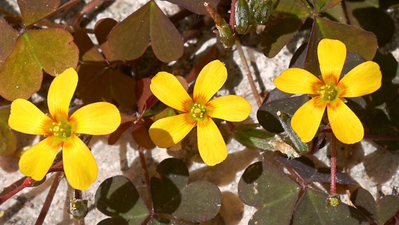 oxalis corniculata creeping oxalis close-up of flowers yellow 5 petal with a red ring close to centre