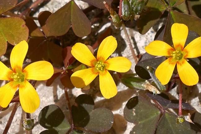 oxalis corniculata creeping oxalis close-up of flowers yellow 5 petal with a red ring close to centre