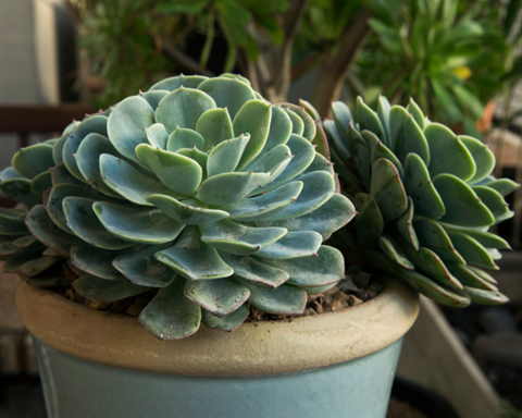 Cacti & Succulents