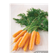 seed-tape-baby-carrot-product_result.png (1)