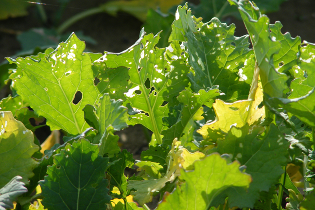 brassica leaves with round holes caused by cabbage moth caterpillar feeding