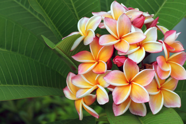 Frangipani