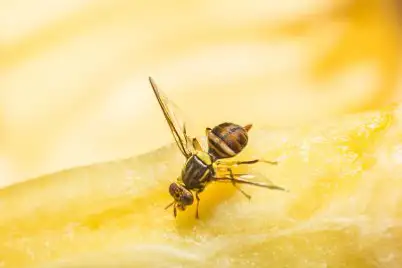 Fruit Fly