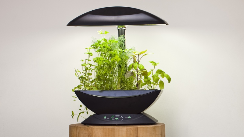Image above: growing herbs in a home hydroponics kit