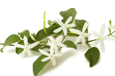 Jasmine