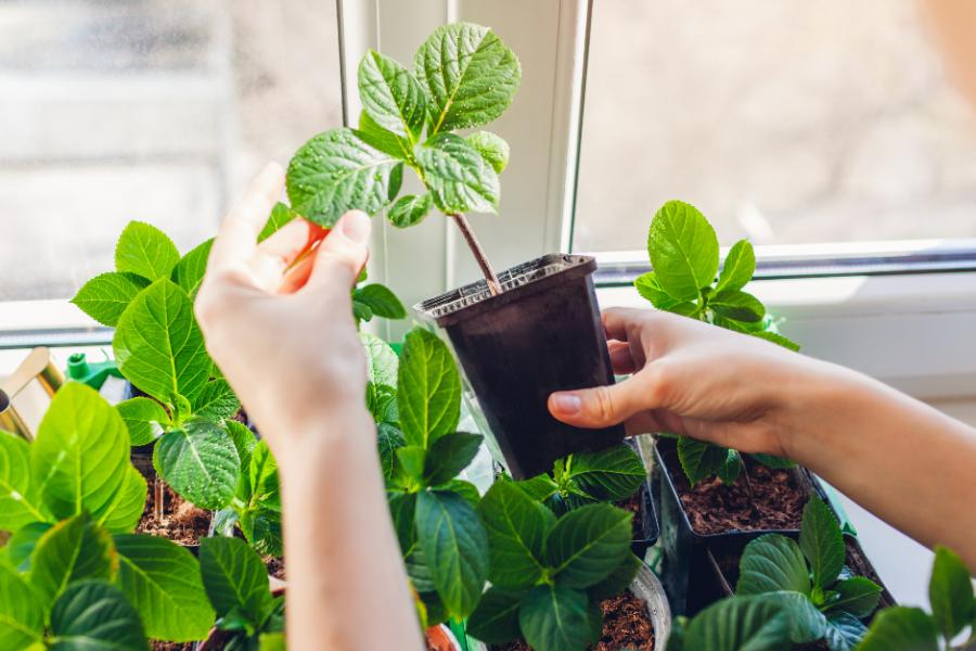 A hydrangea cutting in a small pot