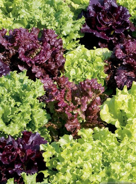 Lettuce Frilly Mix Garden Seeds Yates Australia