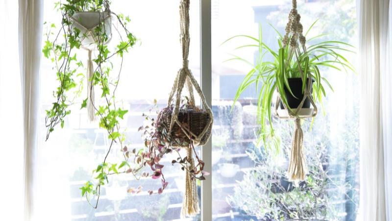 macrame plant hangers with ivy, tradescantia, and spider plant in each