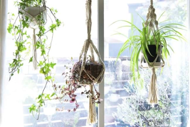 macrame plant hangers with ivy, tradescantia, and spider plant in each