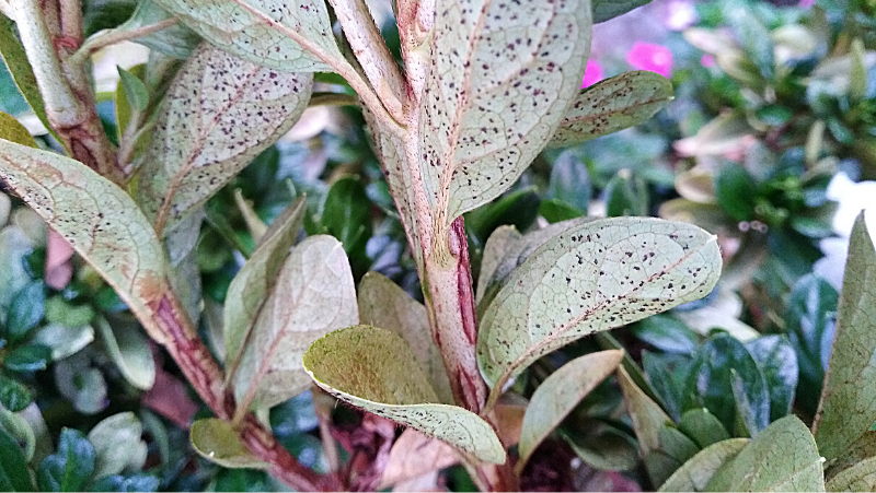 Azalea Lace Bug 800X451px LS ED (1)