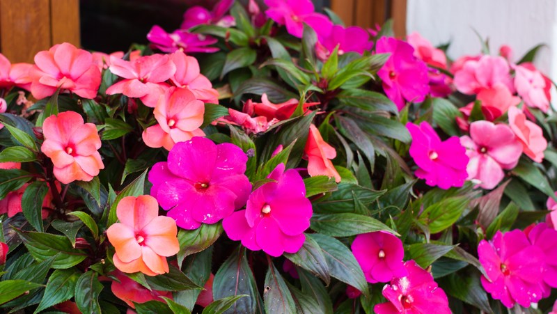 Imaptiens Pink Apricot 800X451px LS