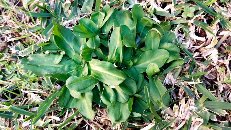 Broadleaf weeds cheap