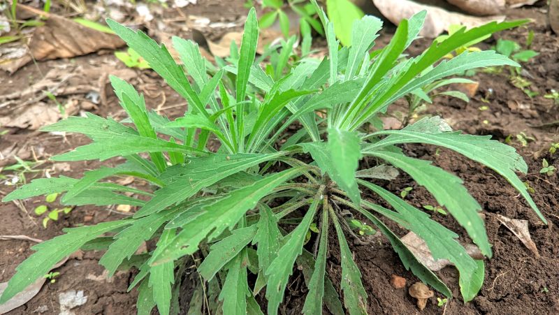 Fleanbane conyza sp. growing in bare soil about 20 cm high just leaves