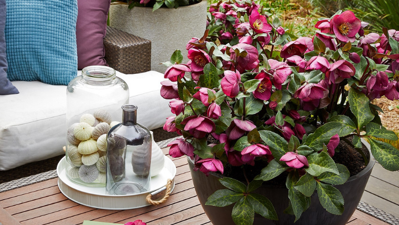 Image Courtesy of Plant Growers Australia