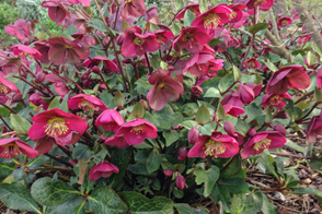 Hellebore ‘Anna’s Red’