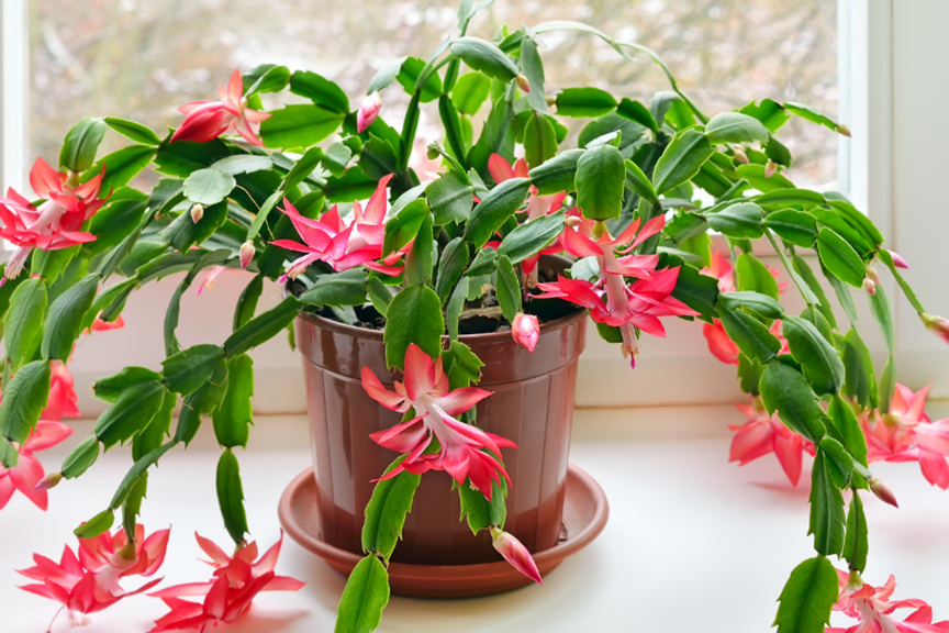How to Grow Zygocactus