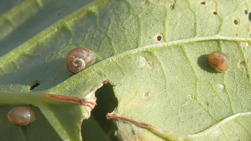 Juvenile Snail 800451Px LS ED 1